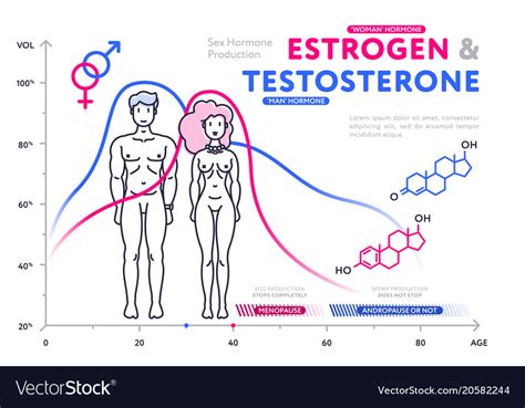 Comparison Of Male And Female Hormones In Chart Vector Image