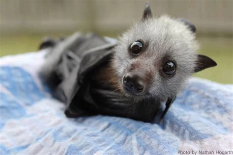 Cute Animal Pictures On Twitter Cute Animals Animals Fox Bat