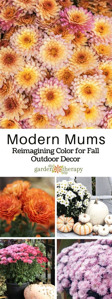 Modern Mums Re Imagining Color For Fall Outdoor Decor Garden Therapy