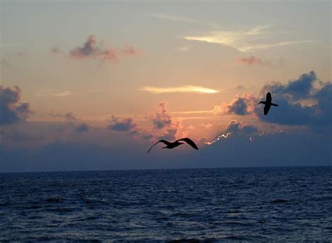 1366x768px Free Download Hd Wallpaper Two Birds Flying Above Ocean