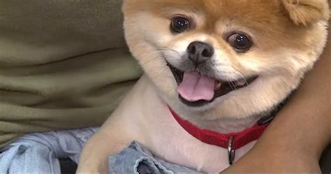 Dog's Eye Cut During PetSmart Grooming Session (July 2019 ...