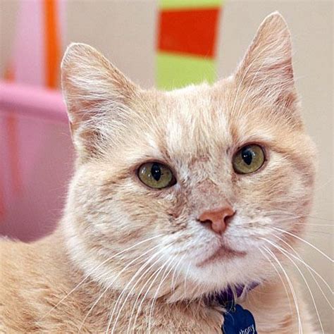 Book an appointment to meet adoptable dogs. Cat for adoption - ANTHONY BATTAILIA, a Domestic Short ...