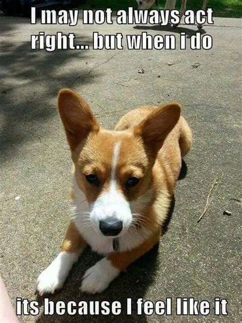 25 Best Corgi Memes Of All Time The Paws