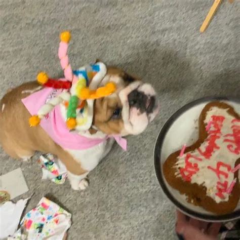 Rubies Birthday Cake Dog Hat Baxterboo