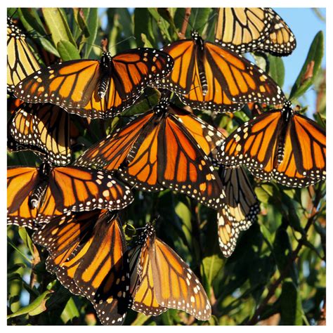 monarchs mysteriously arrive at the same remote overwintering grounds season after season