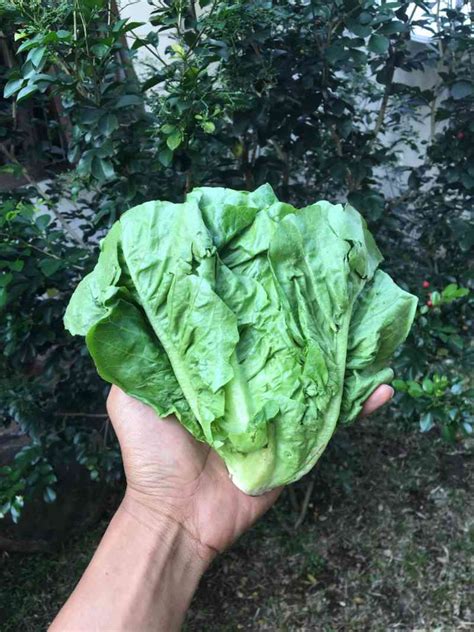 Jual Romain Lettuce Selada Romaine 500 Gram Halal Di Seller Sayfruit