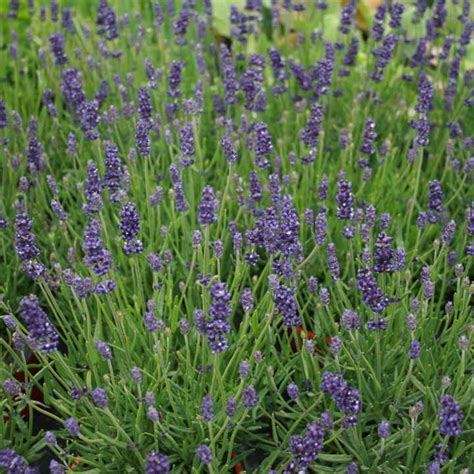 Lavendel Lavandula Ang Hidcote Blue 11cm Potte
