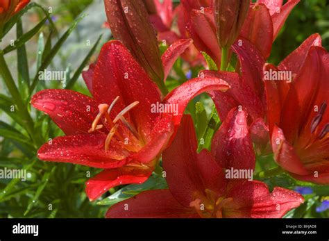 Red Lilies In Bloom In A North Carolina Garden Stock Photo Alamy
