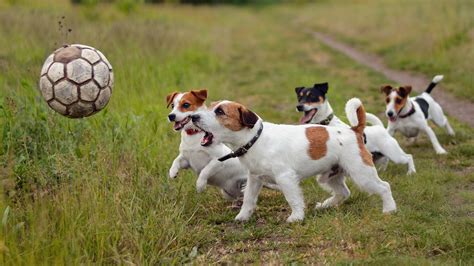Dog Soccer Ball Animals Jack Russell Terrier Wallpapers Hd Desktop