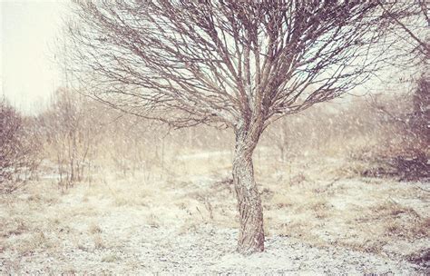 Naked Willow Tree Winter Poems Photograph By Jenny Rainbow Pixels