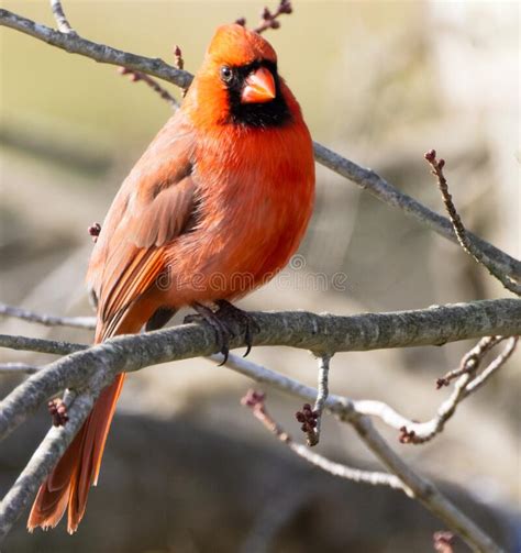 59 Red Cardinal Bird Perched Free Stock Photos Stockfreeimages