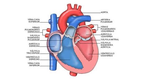 12 ¿cómo Funcionan Las Partes Del Corazón Por Favor Su Función