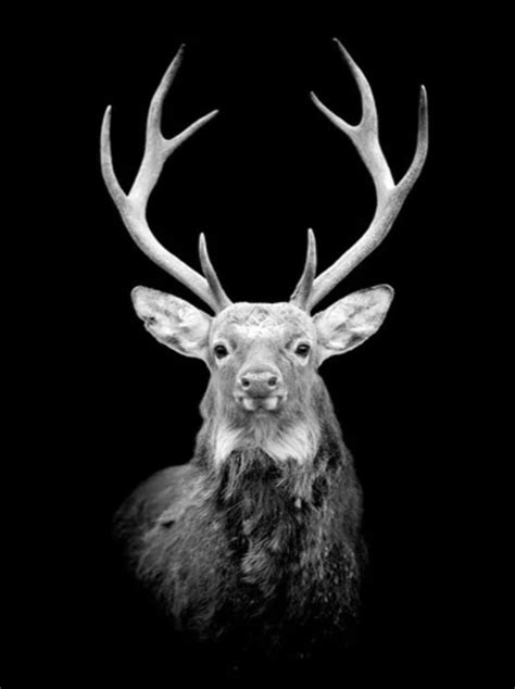 Black And White Deer Portrait Diamond Painting Kit W Fast Us Support