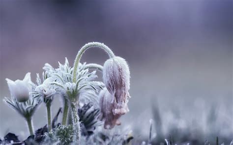 Ice Cold Flowers Plants Winter Nature Wallpapers Hd Desktop And
