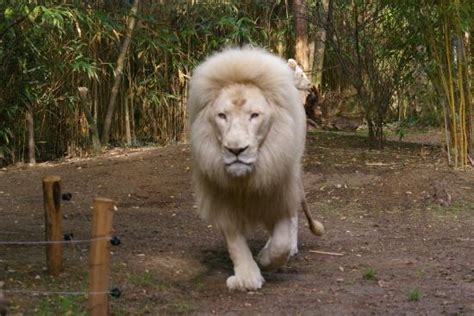 Mia e il leone bianco un film da oscar. Lion blanc