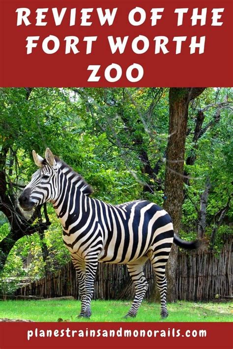 Fort Worth Zoo A Must Do For Families Discover Why Fort Worth Zoo