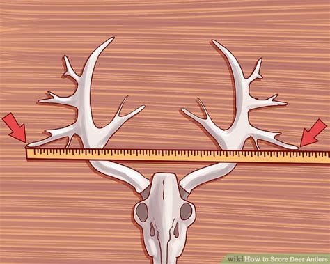 How To Score Deer Antlers With Pictures Wikihow