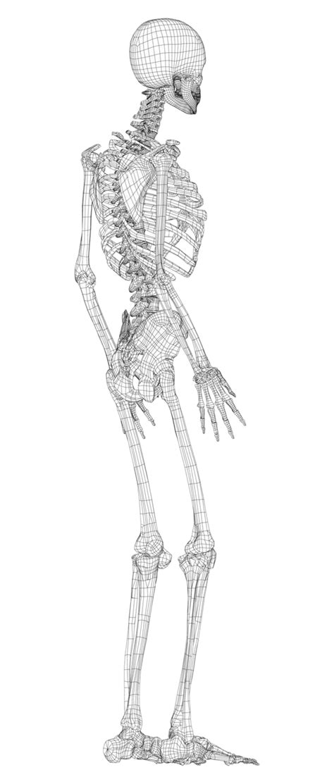 Human Skeleton Vector Costume Biology Science Vector Costume Biology