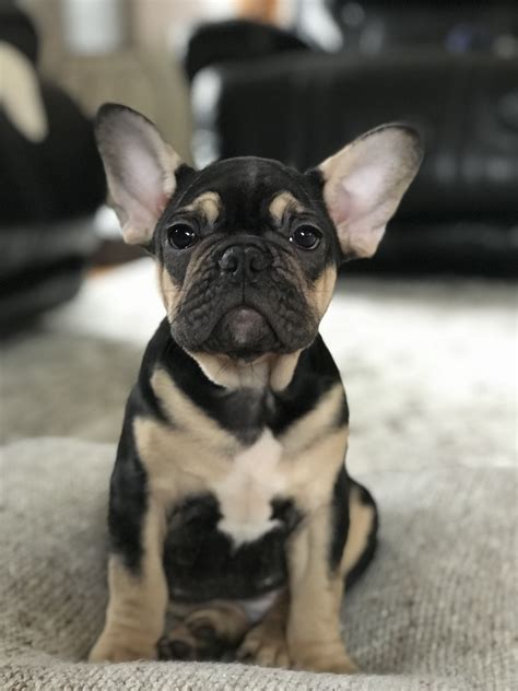 Your reputable breeder for high quality frenchies including brindles, fawns, sables, blue fawns, blue brindles, chocolate brindles, pure blacks, pure blues, black & tans, blue & tans, and pieds in each of these colors, with more on the way. Black and Tan French bulldog | French bulldog puppies ...