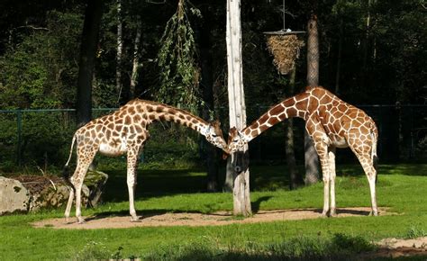 Tiergartennuernbergde Neue Giraffe Im Tiergarten