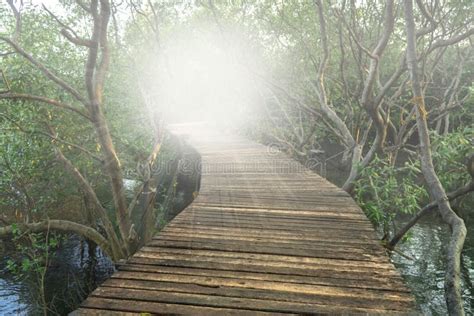 Winding Wooden Pathway Or Plank Dock In Mangrove Forest Natural