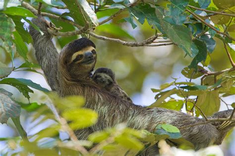 Two Toed Sloth Hanging From Tree Branch With Caption Saying Sloths Net