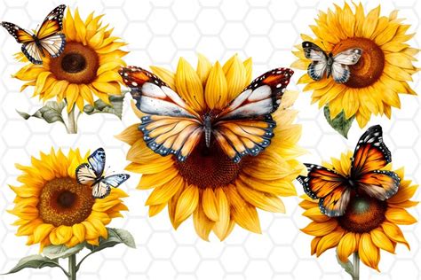 Watercolor Sunflower With Butterfly Clipart Bundle Png