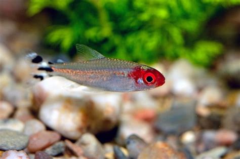 Rummy Nose Tetra Fish Info With Care Details And Pictures