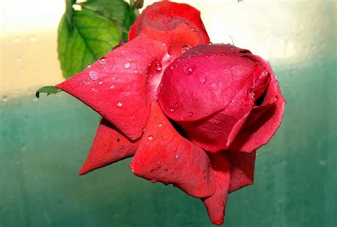 1920x1080 Wallpaper Drops Rose Petals Red Flower Dew Red Drop