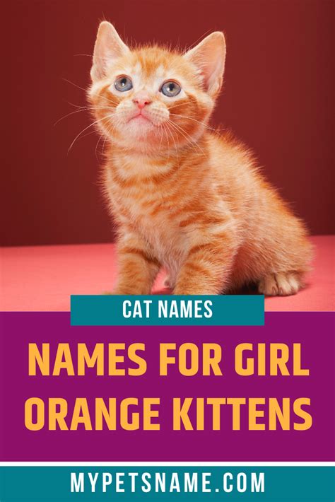 Girl Orange Cat Names Cat Names Girl Pet Names Girl