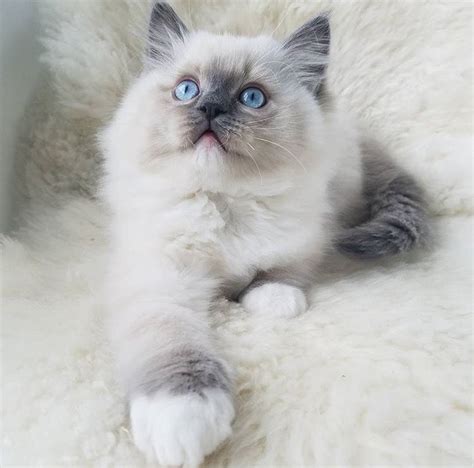 Comparing Ragdoll Blue Mitted And Blue Point Which Is The Perfect