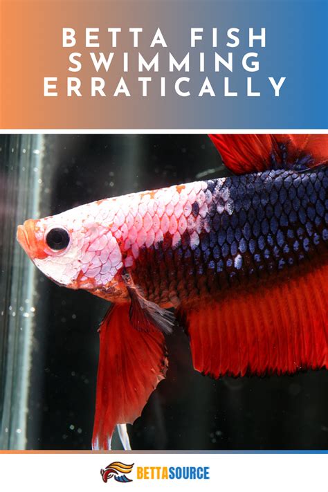Is Your Betta Swimming Erratically Causes And Treatments