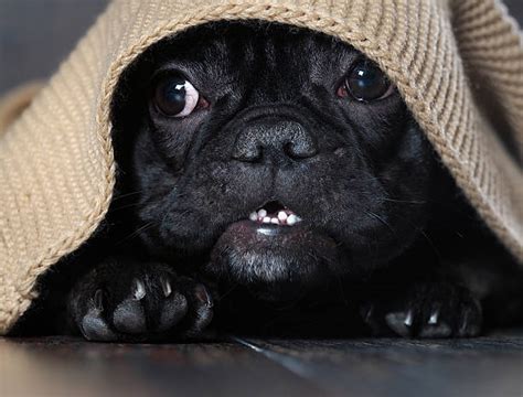 Best Scared Dog Stock Photos Pictures And Royalty Free Images Istock