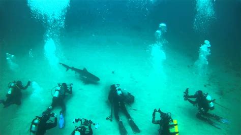 Scuba Diving With Sharks Off The Coast Of Jupiter Florida Youtube