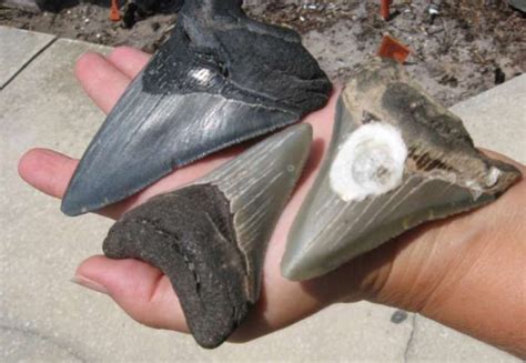 Jacksonville Beach woman has made rare finds while on beach walks