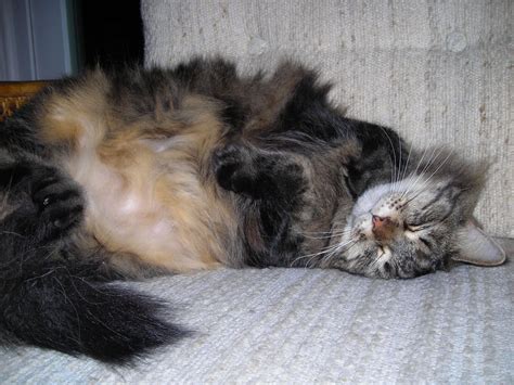 The siberian cat is highly affectionate with family and playful when they want to be. WG -- rub my belly - This looks almost identical to my ...