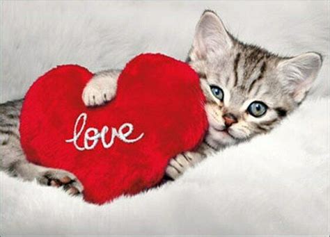 Kitten Holds Heart Cat Valentines Day Card Greeting