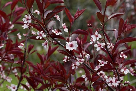 Learn To Grow Purple Leaf Sand Cherry A Deciduous Shrub With White Pink Flowers And Purple