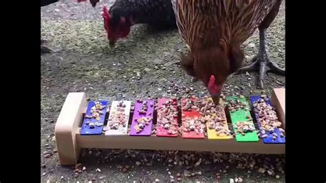 Chicken Playing Xylophone Youtube