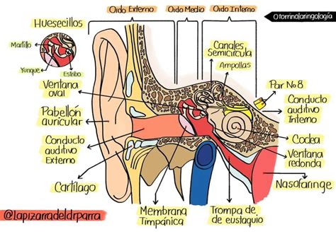 Vueltas Y Vueltas Dureza Permanente Esquema De La Anatomia Del Oido