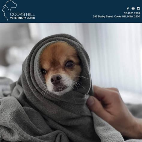 Since 2005, we have called the cooke veterinary medical center 'the place for healing'. Happy Furs-day 💕 Just a... - Cooks Hill Veterinary Clinic ...
