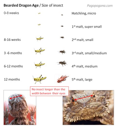 Nutrition list bearded dragon obsession care information, bearded dragon age size chart, comparison of common feeders bearded dragon org, bearded dragon chart bearded dragon bearded dragon food chart google search bearded dragon. Feeding chart for bearded dragons as they age (source)