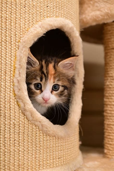 Norwegian Forest Cat Kitten Akimasa Harada Flickr