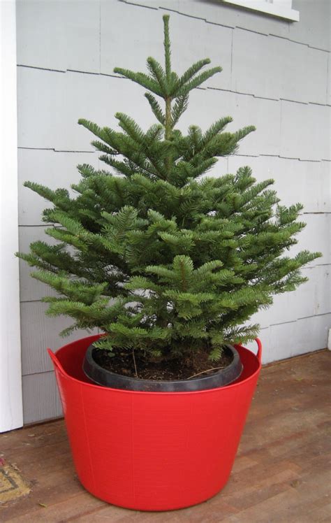 Can you plant christmas trees in the garden. Horticultural Hints - December - Betty on Gardening