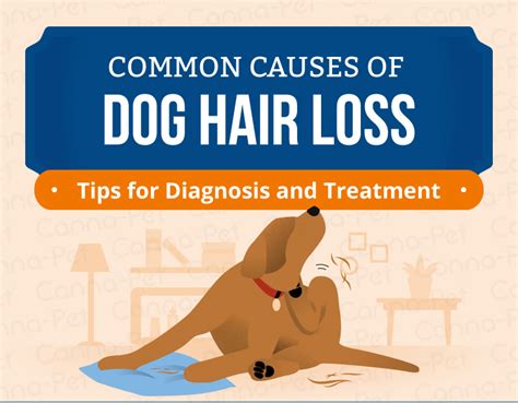 Dog Hair Loss Common Causes And Treatment Canna Pet We Are The Pet