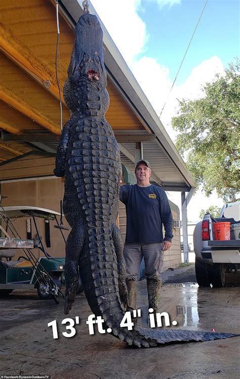 hunter in florida shoots and kills 13 foot long 905 pound alligator pics ar15