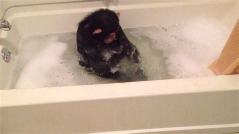 Chloe The Chimp Taking A Bubble Bath Youtube