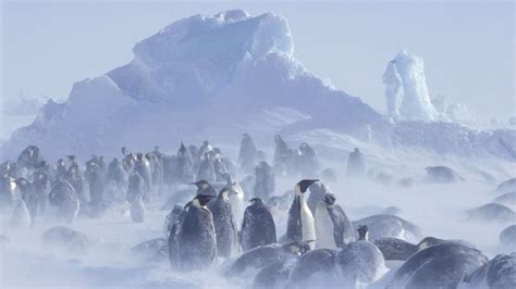 Bbc Earth If You Think Penguins Are Cute And Cuddly Youre Wrong