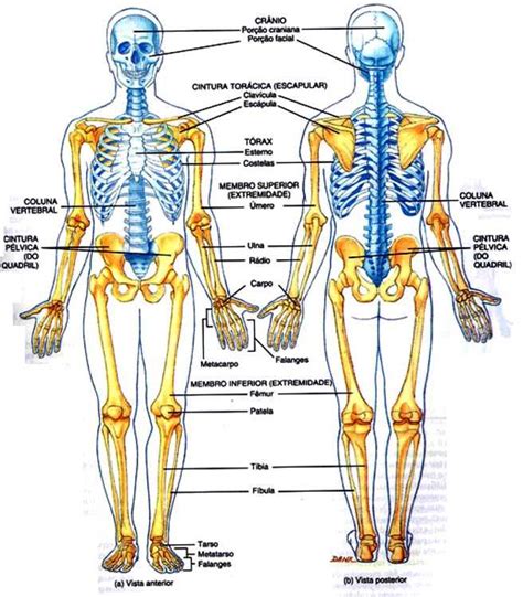 Diferenças Entre Esqueleto Axial De Apendicular E Seus Principais Ossos