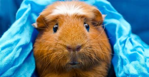 Guinea Pig Types The Ultimate Guide To Guinea Pig Breeds A Z Animals